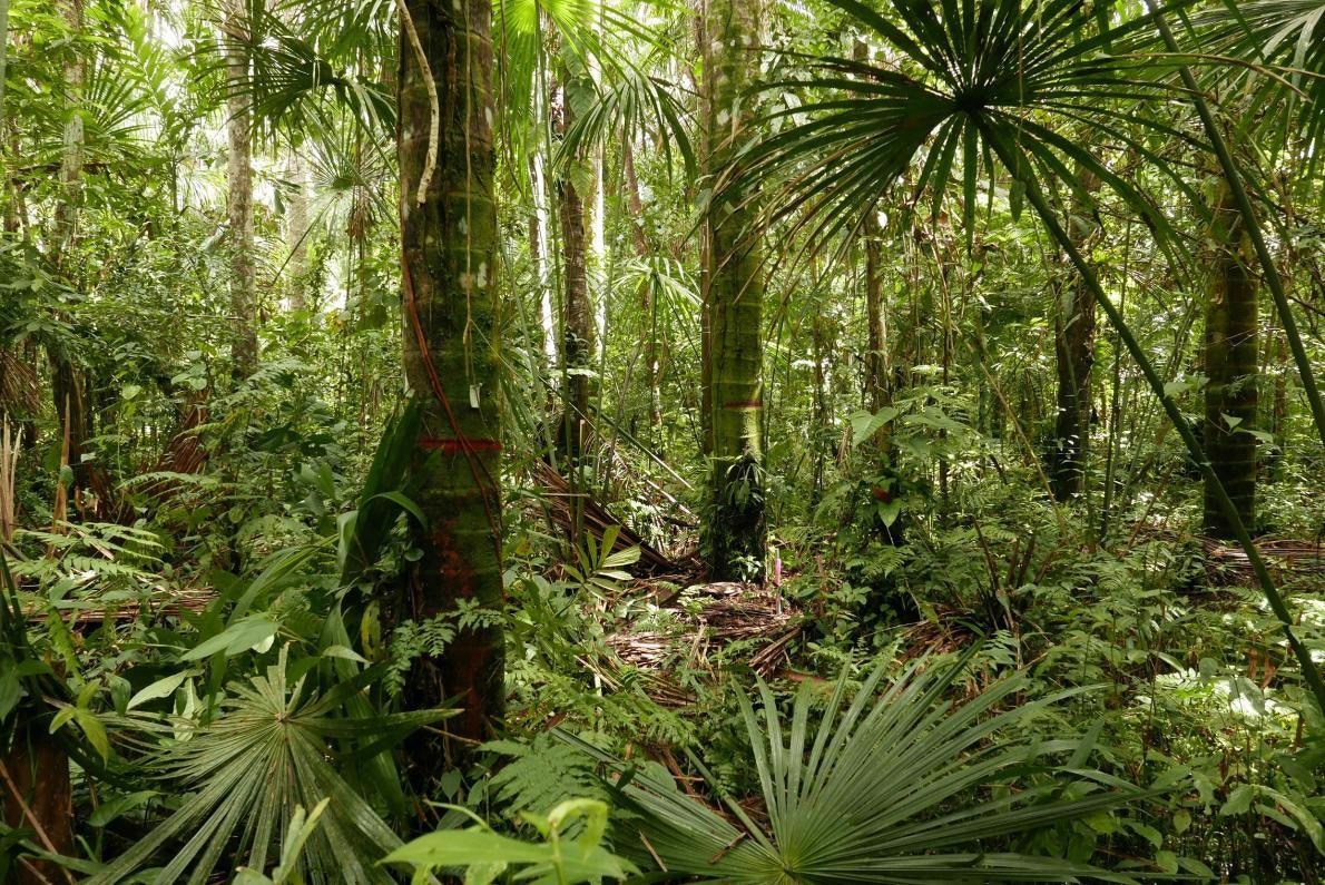 Amazon Rainforest is Under Increasing Threat from Changing Land Use, Study Finds.