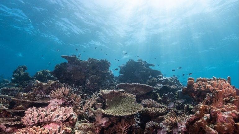 Coral Reefs Subjected to Severe Destruction by Ocean Warming in the Past Three to Four Decades, Study Finds.