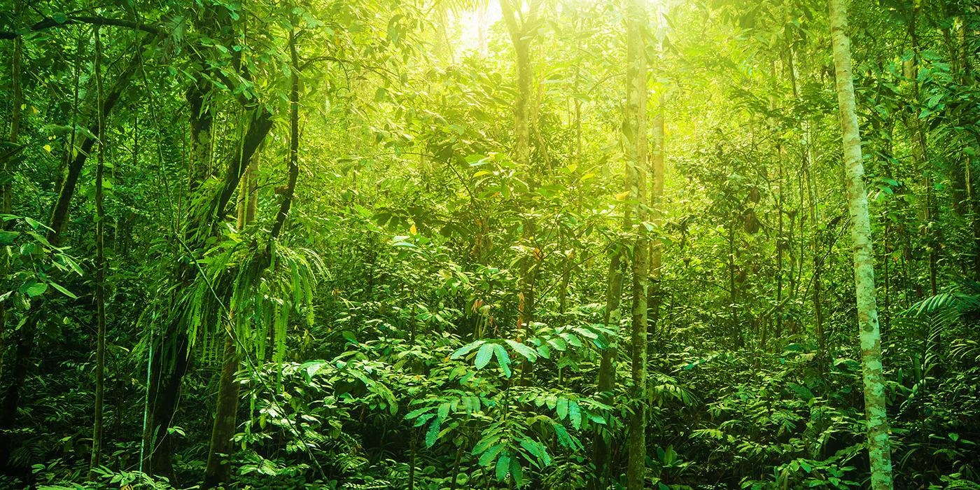 Real Story of Global Temperatures Revealed by Records from Past Plant Life.