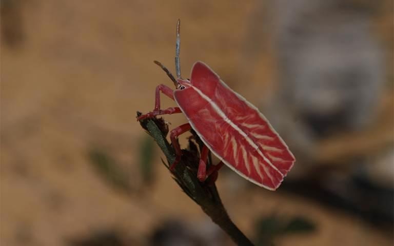 Climate Change and Intensive Agricultural Land Use Responsible for Insects Reduction, Finds Study.
