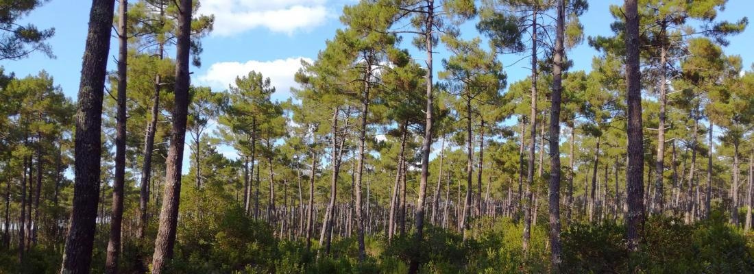 Researchers Develop New Model to Forecast Forest Tree Growth Based on Climate Factors.