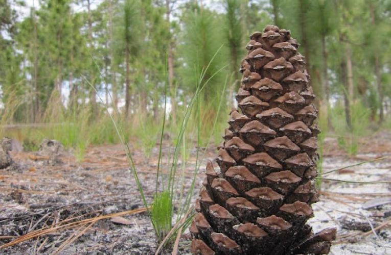 Study Findings Likely to be Helpful in Forest Management and Renewal Initiatives Worldwide.