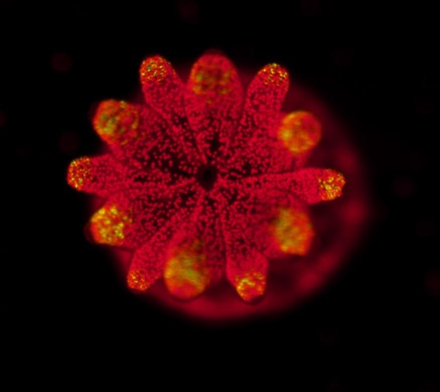 Coral-Algal Symbiosis Could Help Coral Reefs Endure Climate Change Triggered Bleaching Events.