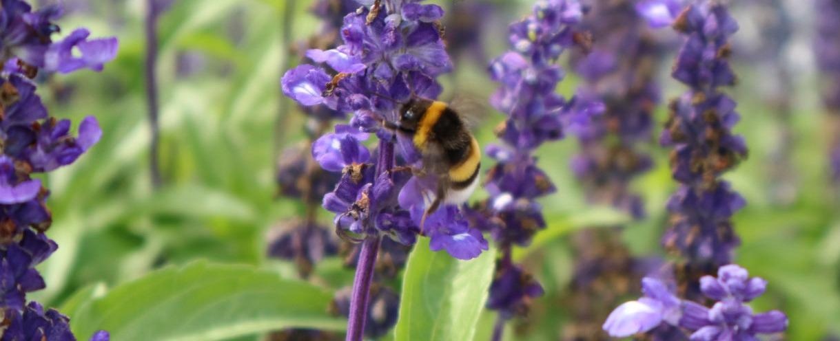 Shaping the Diversity of Pollinating Insects at Local and Landscape Scales Across Bavaria.