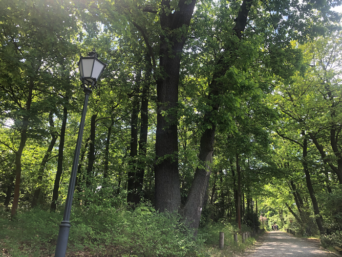 Study Evaluates the Impact of Large-Scale tree Restoration on Water Fluxes.