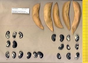 Study Analyzes Effect on the Locust Bean Due to Varying Climatic Conditions.