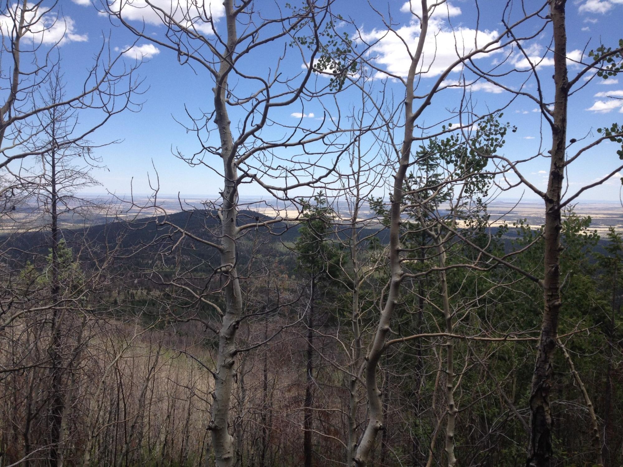 Climate Change Responsible for Increased Risks of Wildfire, Drought, and Tree Deaths.