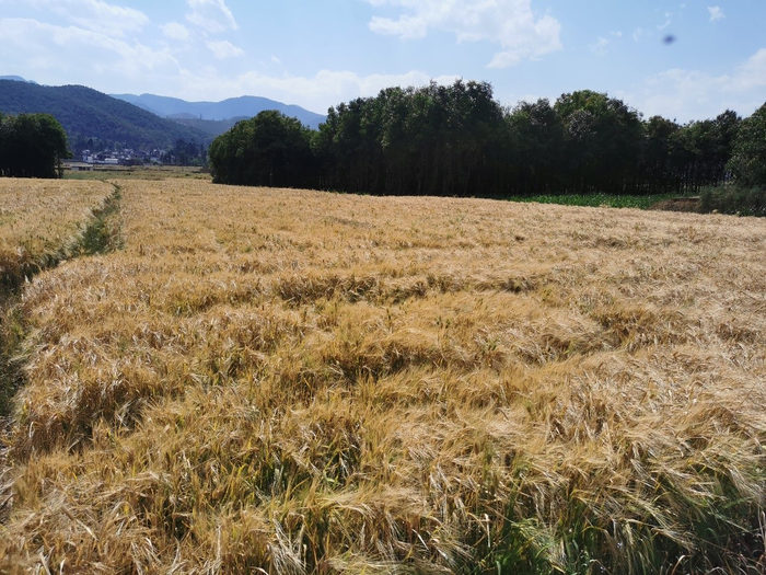 Study Analyzes the Causes of the 2021 Spring Southwestern China Extreme Drought.