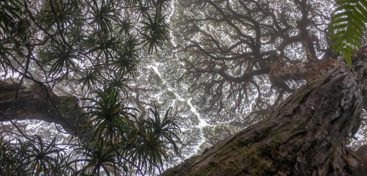 Climate Change: A Major Cause of Death for Rainforest Trees