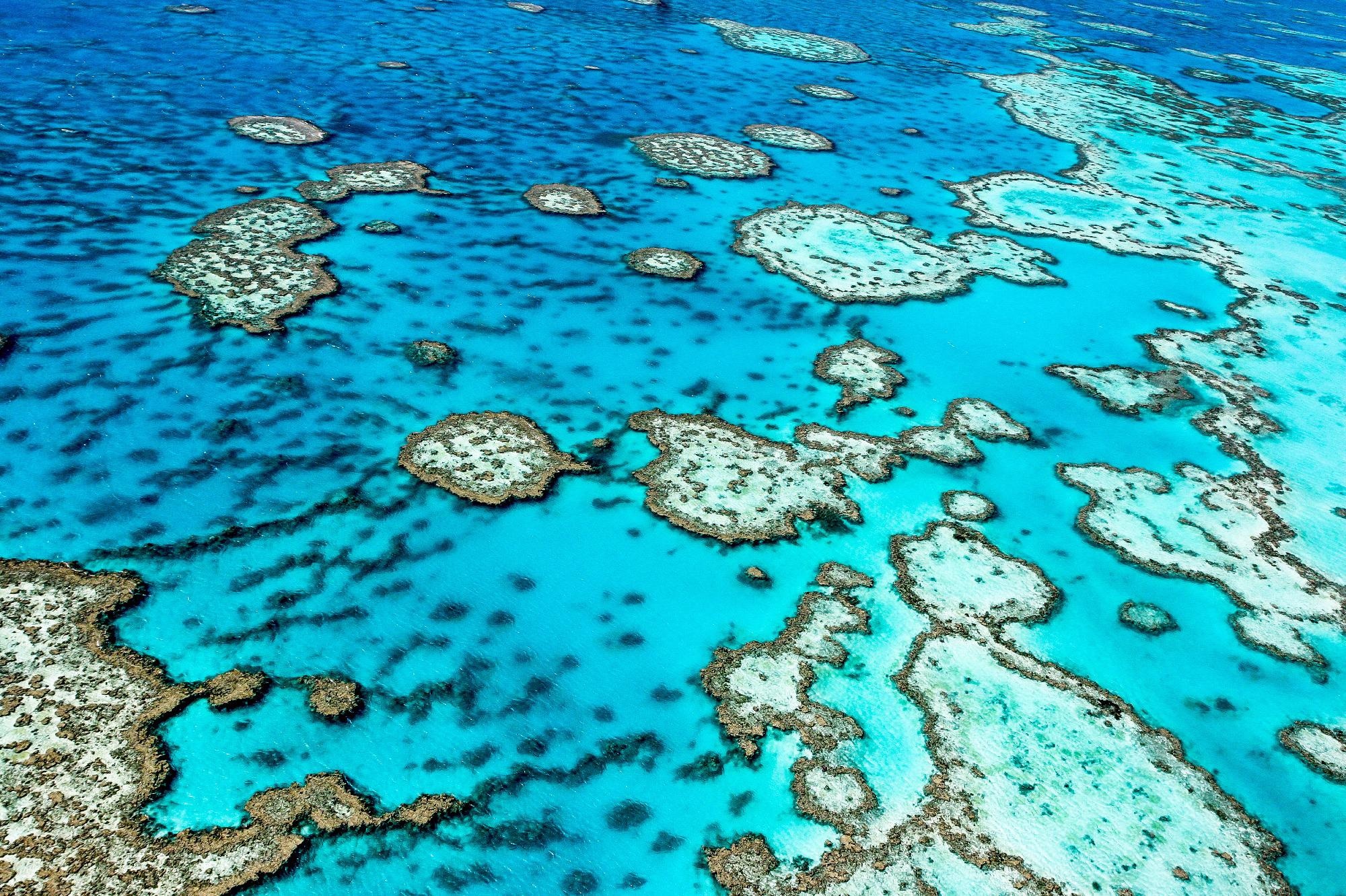 Monitoring the Soundscapes of Coral Reefs Helps Track Their Health Around the World.