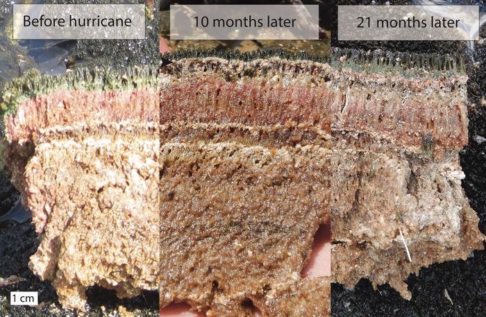 New Study Offers Hope for Coastal Regions even as Climate Change Intensifies Storm Risk.