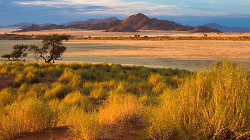Extreme Climatic Events Enhance Resilience to Future Drought Stress Over Time.