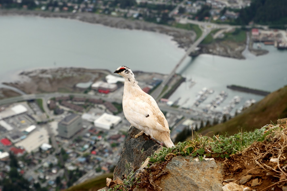 Study Suggests the Need for Active Stewardship to Tackle Climate Change.