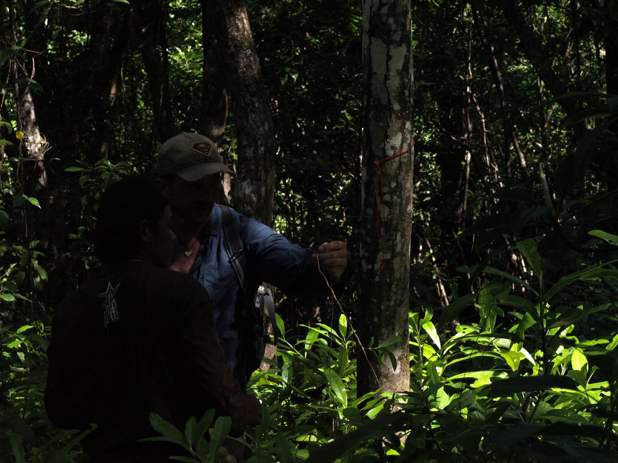 Climate Change to Impact Carbon-Rich Ecosystem, Finds Study.