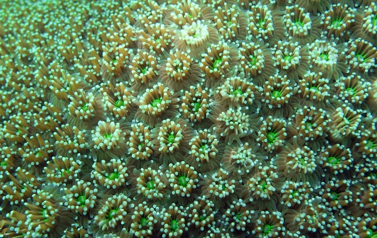Temperate Phages Play a Vital Role in Mediating Colonization Competition in the Coral Microbiota.