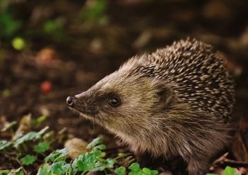 Study Analyzes the Exposure of Terrestrial Mammals to Plastics.