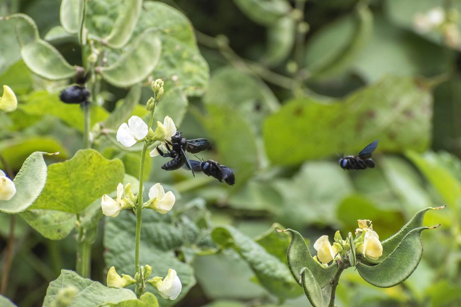 The impact of Urban Agriculture on Bee Communities