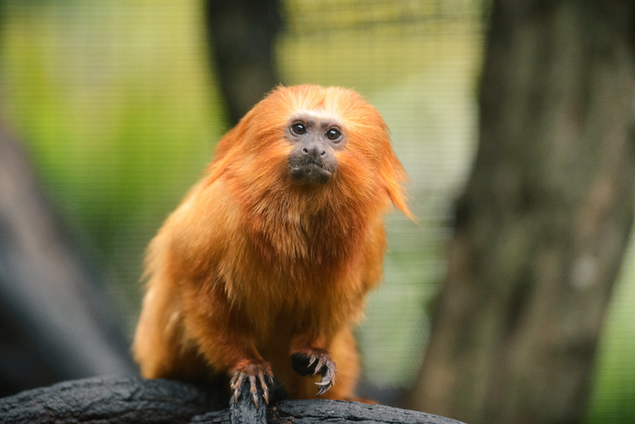 Global Survey Finds More Species on the Brink of Extinction Than Previously Thought.