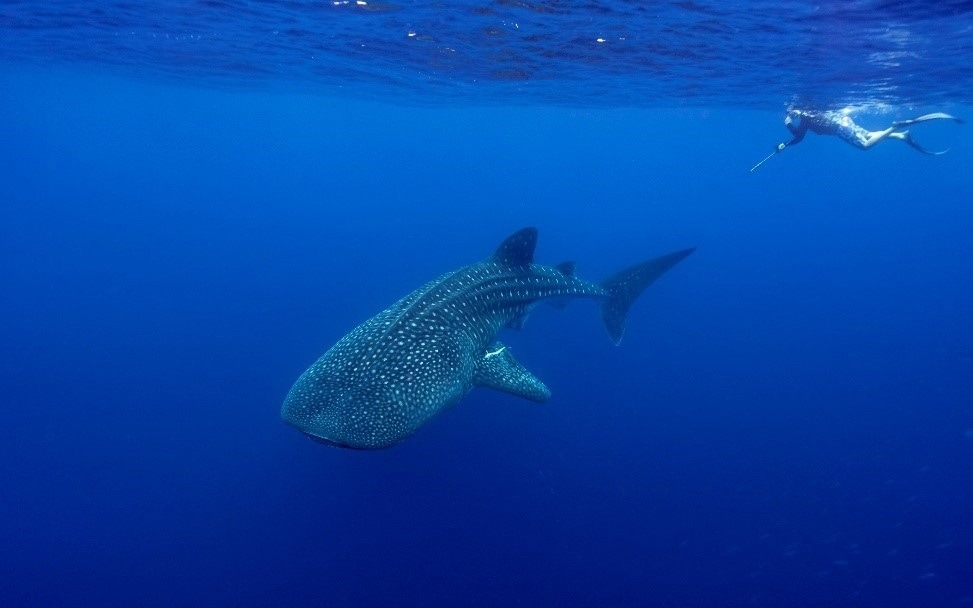 Mysterious Lives of Sharks and Rays Revealed in New Study