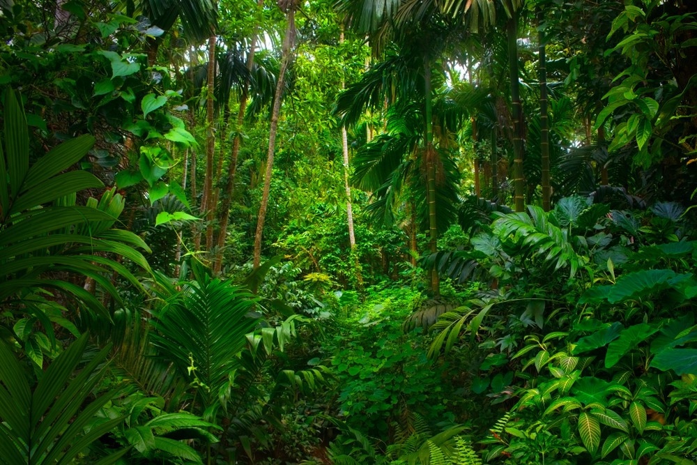 Hydropower Dams Have Links to Species Extinctions