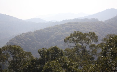 Link Between Photosynthesis and Phosphorus Discovered