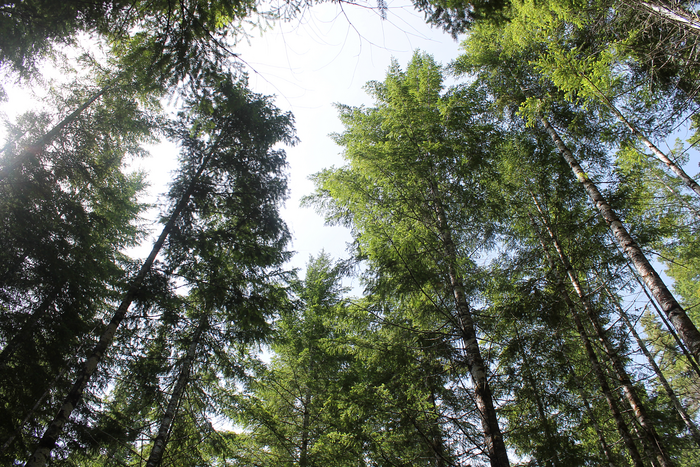 The Connection Between Forests, Carbon, and Climate Change