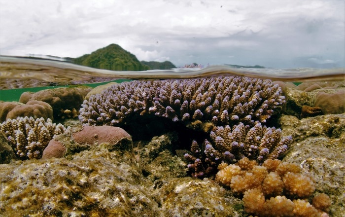 coral reefs