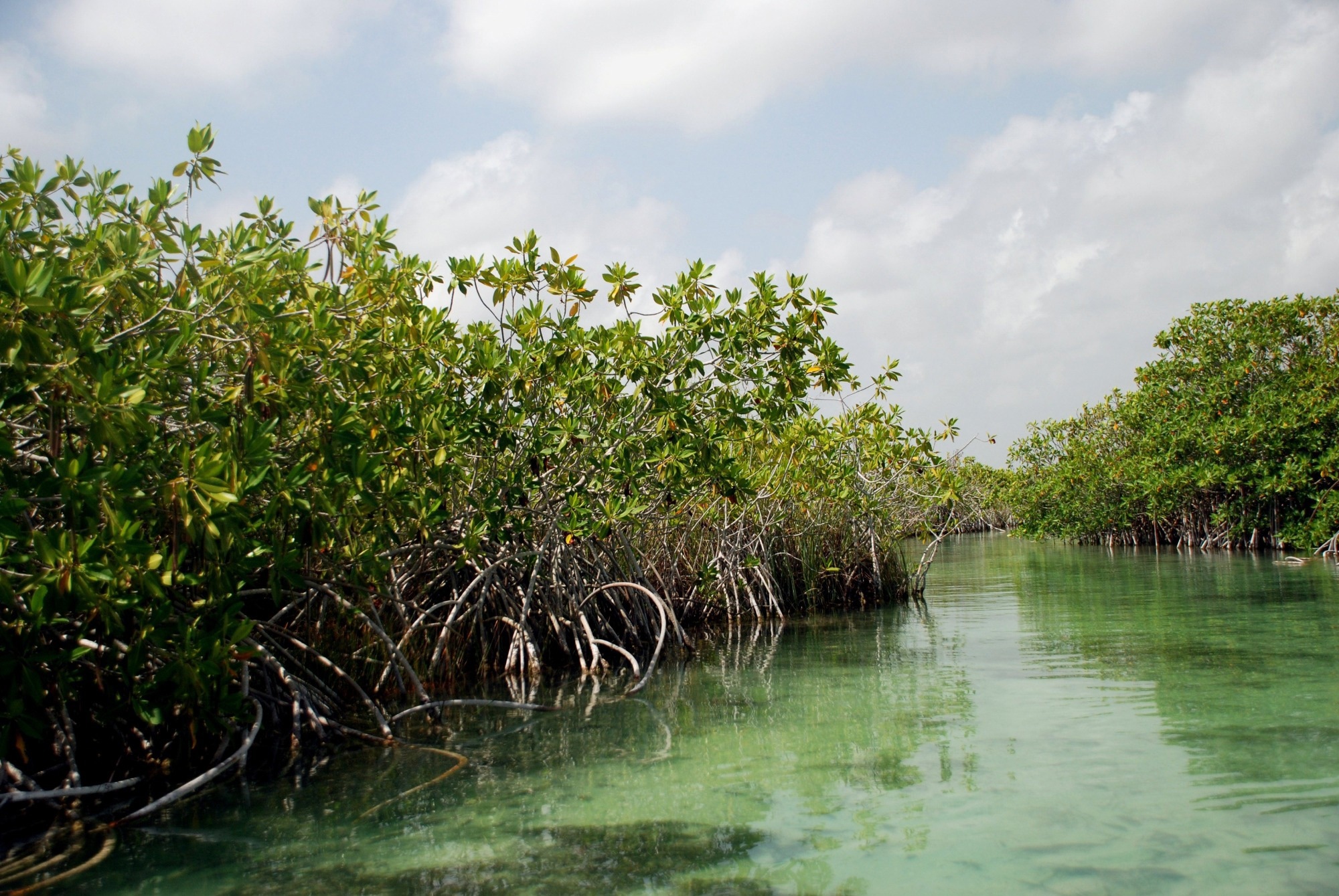 New Reason to Protect Mangrove Forests