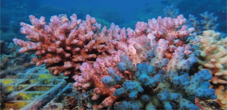 Risks of Generalizing Findings from Model Organisms