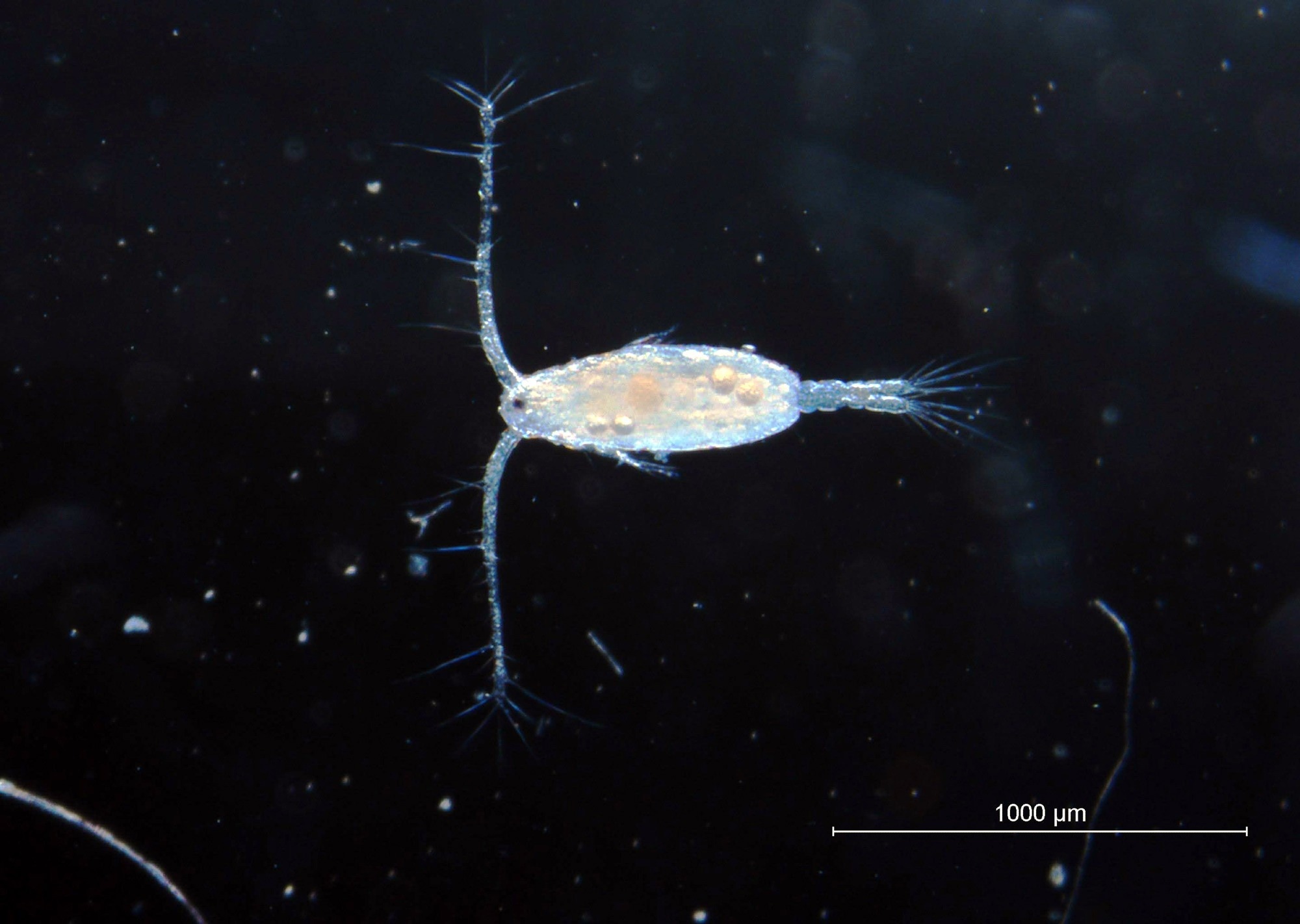 copepod, marine species, marine food web