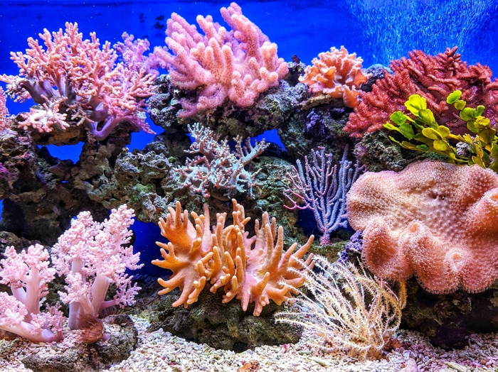 CORDAP Offers Funding Opportunity to Boost Coral Survival