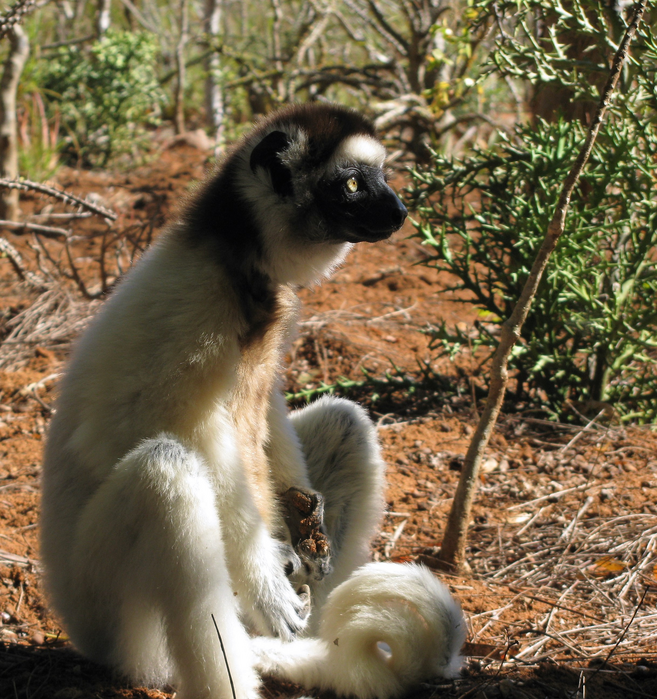 The Impact of Climate Change on Arboreal Primates.