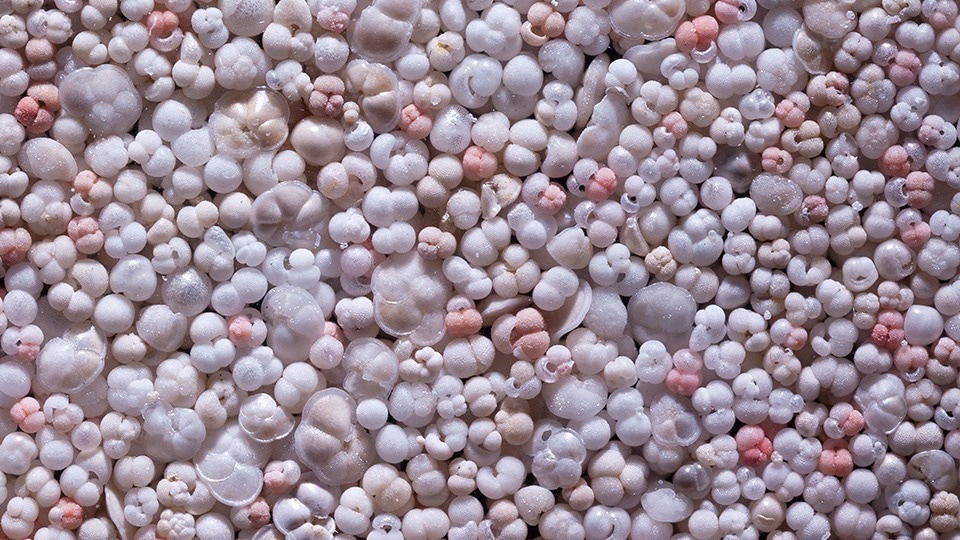 The Impact of Global Warming on Marine Biodiversity.