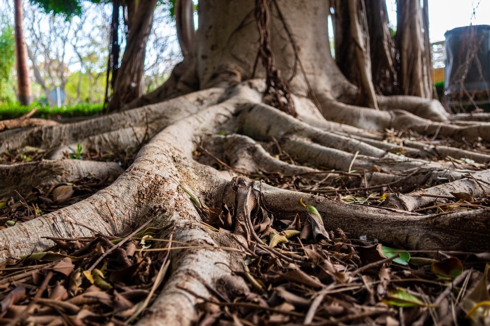 Ancient Trees Resist and Buffer Warming of Climate