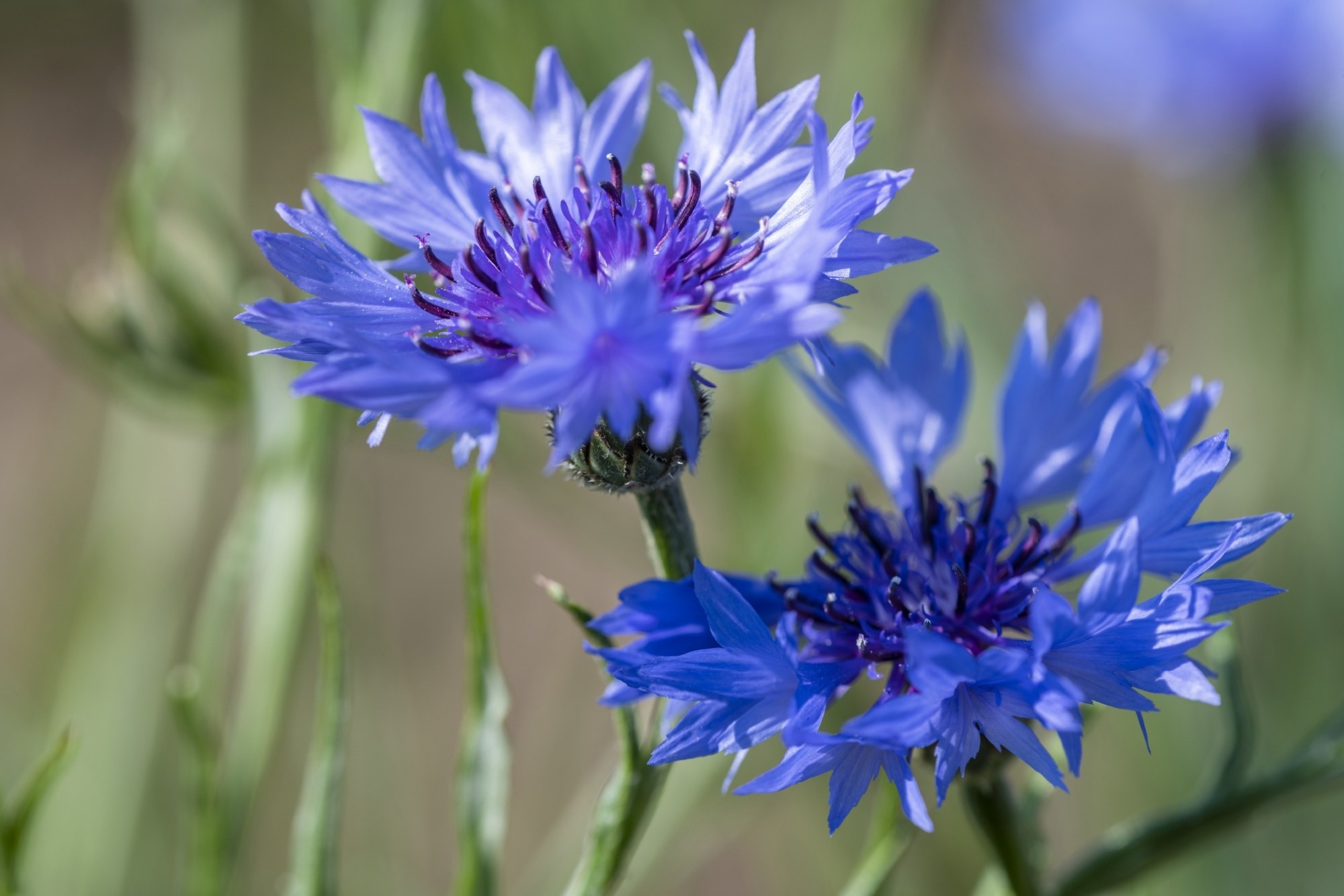 Early Warning Signs of Biodiversity Changes