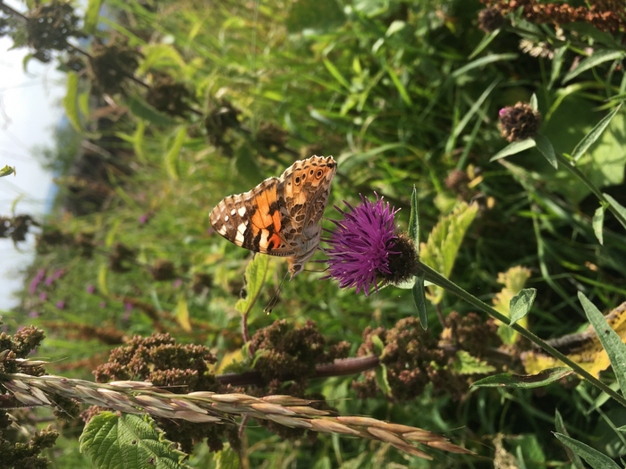 “Battle Plan” to Prevent Insect Losses Across the Globe