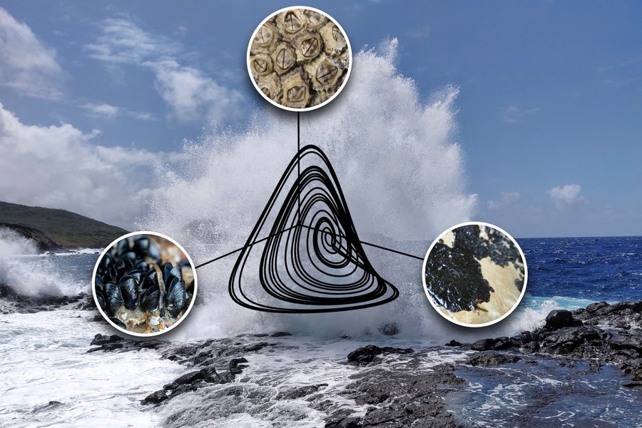 New Approach to Explain the Vulnerability of Species
