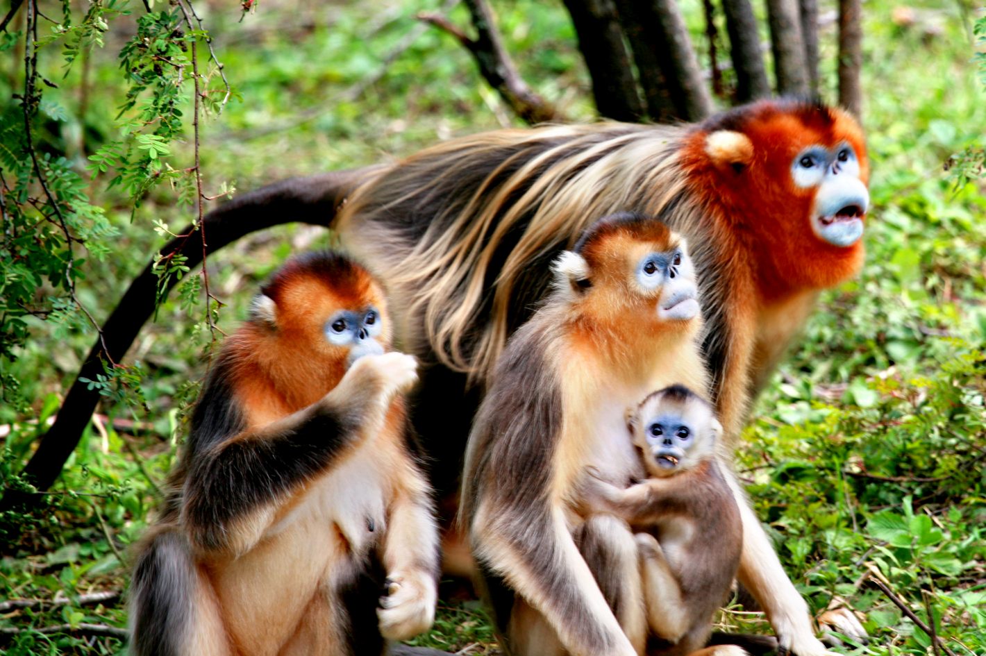 Protected Areas Serving as Climate Change Refugia for Biodiversity
