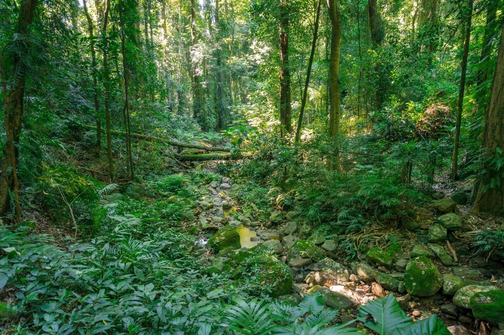 Unfolding the Biodiversity Crisis of Forests