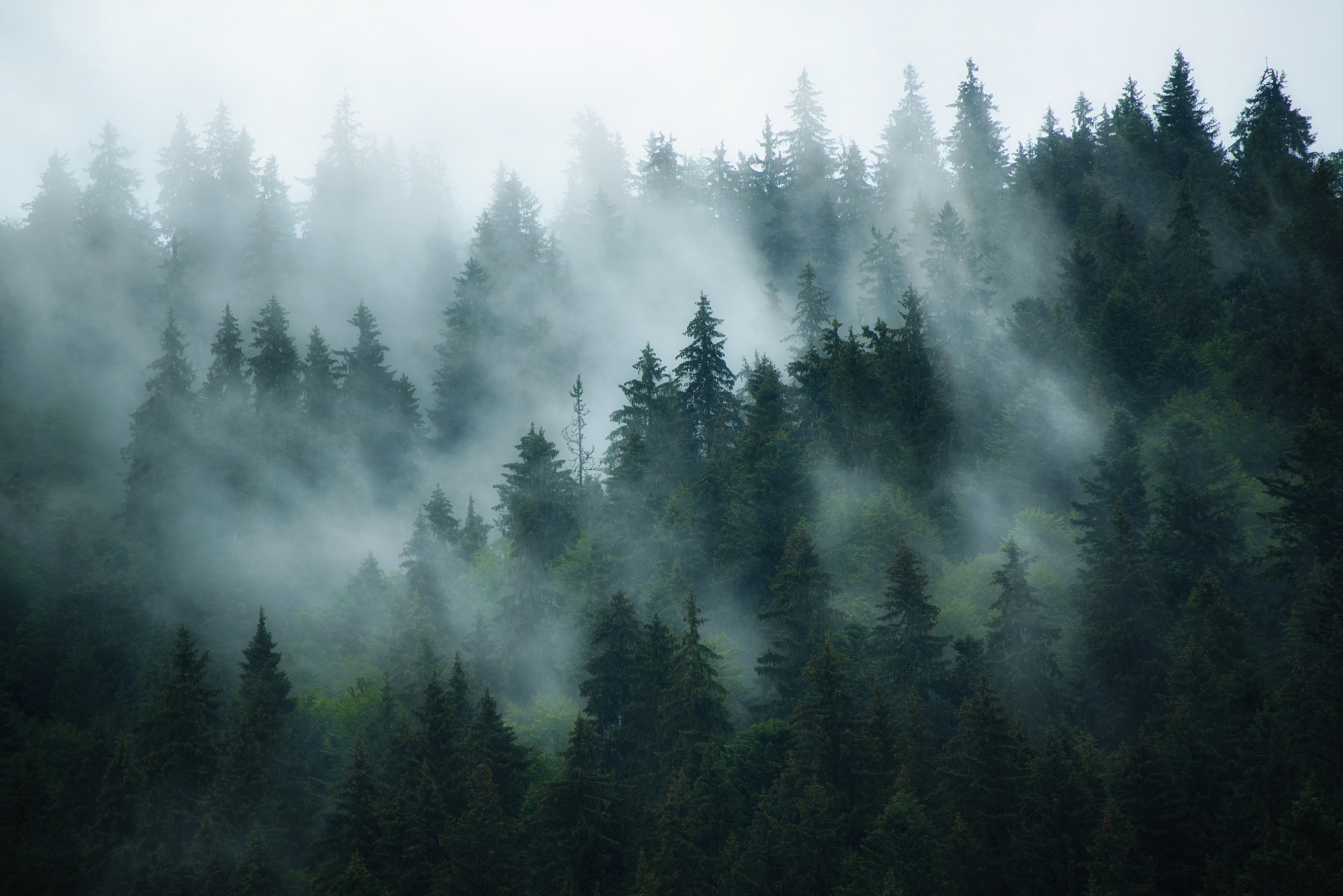 Examining Patterns of Species Diversity and Determinants in Deciduous Broad-Leaved Forest