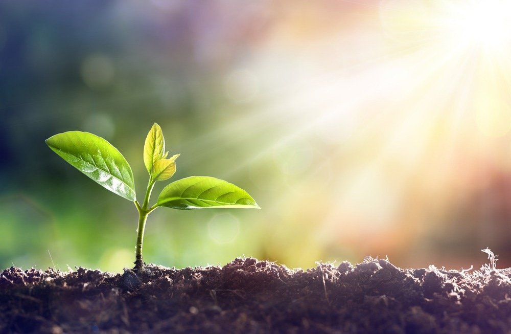 Epigenetic Memories of Plants Aid Adaption to Climate Change