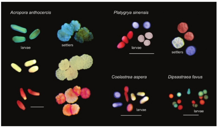 Visual Tracking of Large Numbers of Coral Larvae
