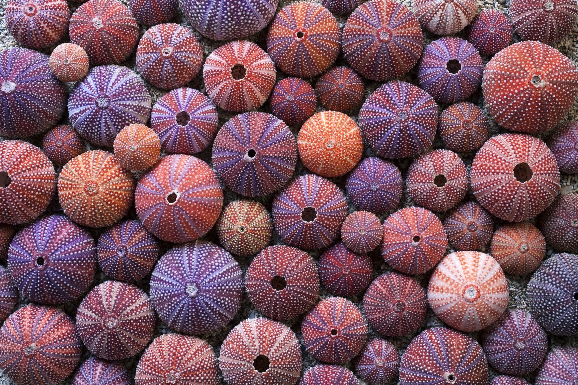 The Impact of Plastic Pollution on Sea Urchin Larvae.