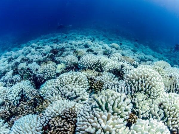 Coral Reefs Subjected to Threatening by Hidden Heatwaves