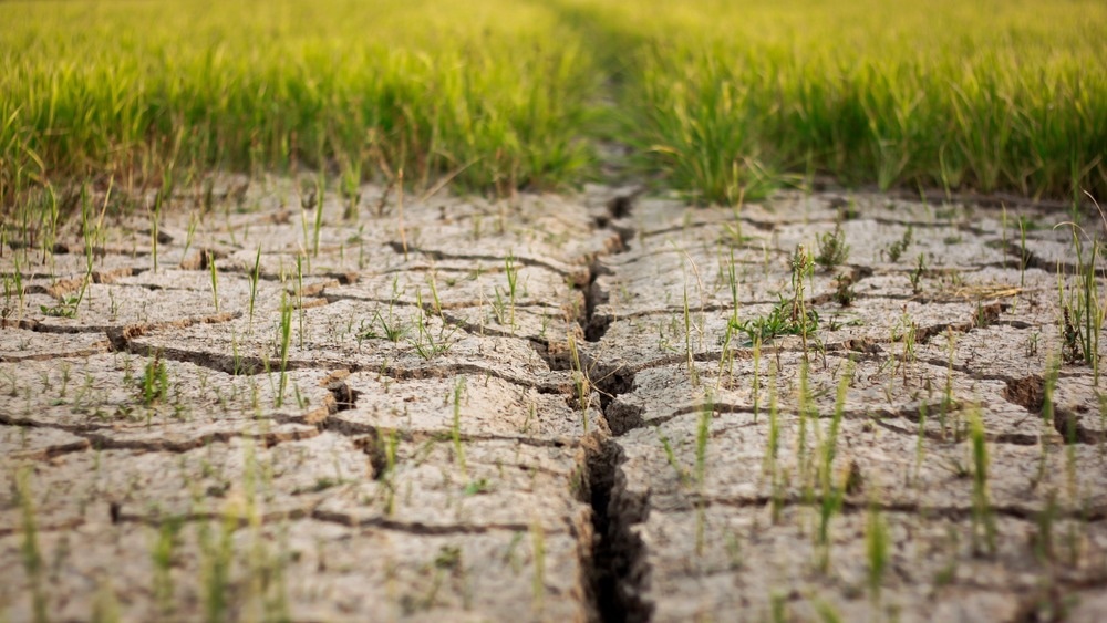 Investigating the Effect of Drought on Vegetation and Soil