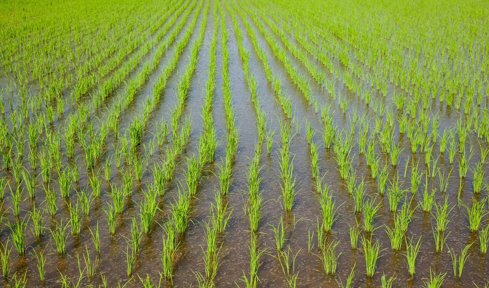 The Role of Genetically Modified Rice in Combating Food Shortages