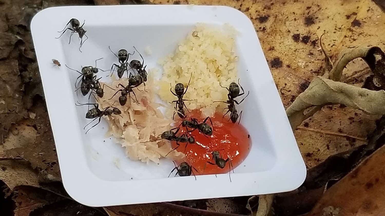 Ants Might Not Alter Their Behavior in Response to Warming Ecosystems