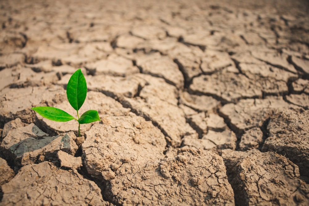 Understanding Plant Response to Heat and Drought Stress