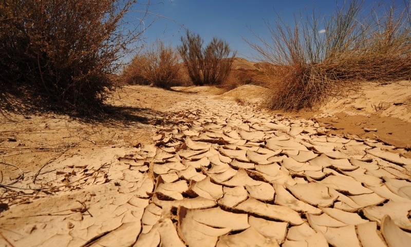 How Will Future Extreme Thermal Events Affect Land Vertebrates?
