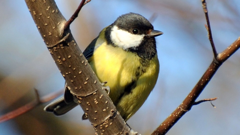 Tree Composition Impacts the Breeding Success of Urban Birds